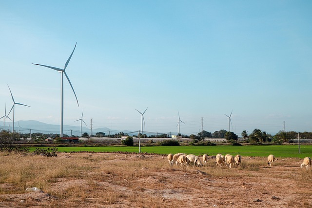 Rebanhos De Ovelhas, Turbinas Eólicas