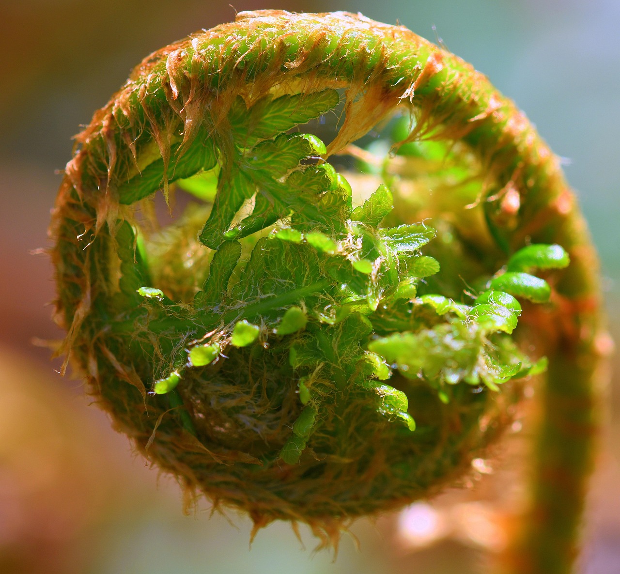 La Nature Les Plantes Photo gratuite sur Pixabay Pixabay — free download