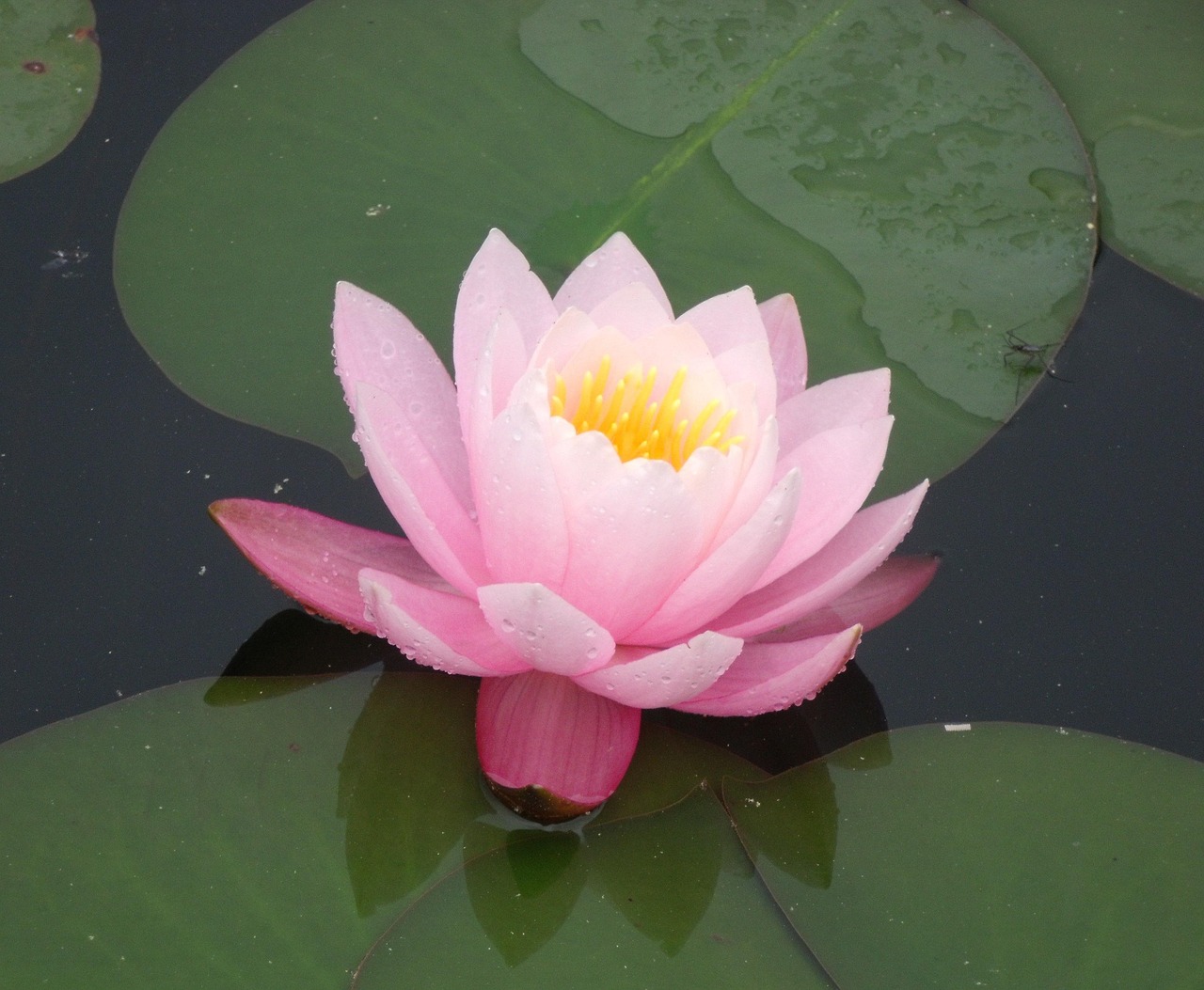 Lily Pad Pink Lake Free photo on Pixabay Pixabay