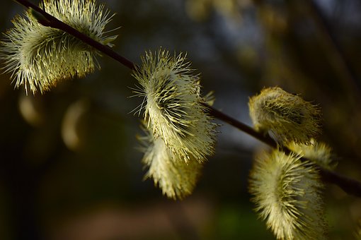 Free Tree Branch photo and picture