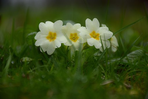 Free Flowers Glade photo and picture
