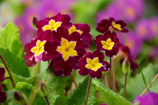 Free Flowers Glade photo and picture