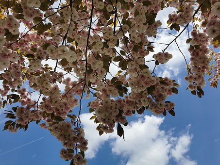 Kirschblüte, Himmel, Rosa, Mai
