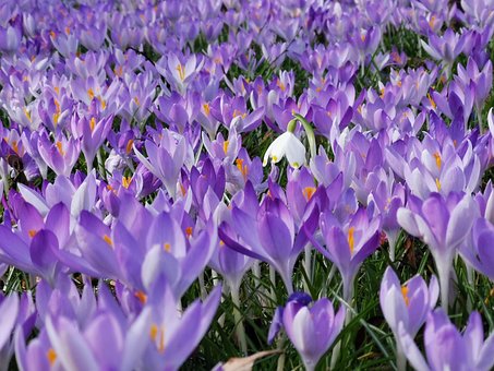 Krokusse, Frühling, Blumenmeer