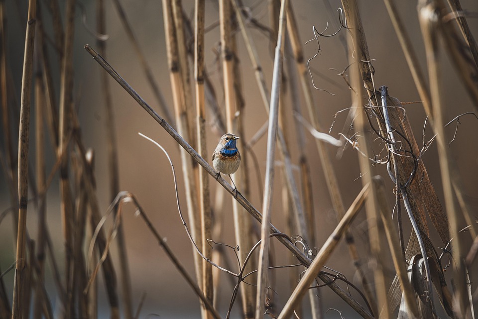 Gallery Detail: Bird Bluethroat Ornithology