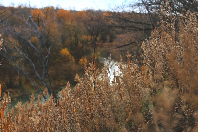 Otoño, Naturaleza, Al Aire Libre