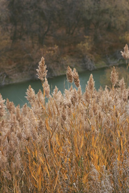 Otoño, Mazorcas De Maíz, Río, Paisaje