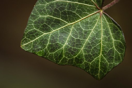 Download free HD stock image of Ivy Leaf Free ivy leaf plant vector