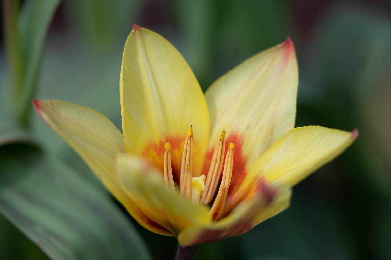 Flower Tulip Botany Free photo on Pixabay Pixabay