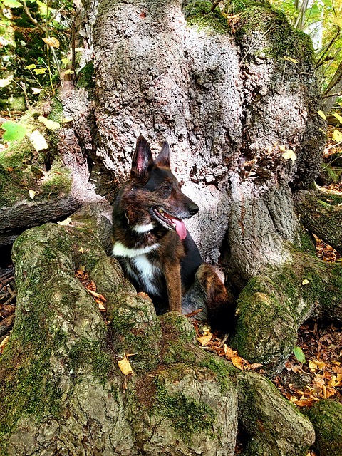 Haustier, Hund, Säugetier