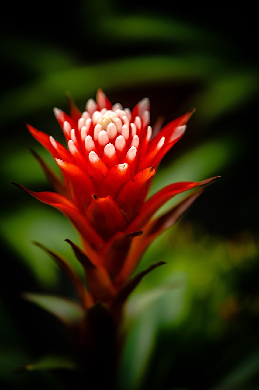 Flower Stalk Branch Free photo on Pixabay Pixabay
