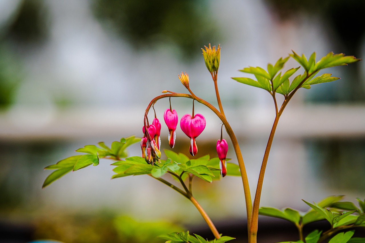花 花梗 花枝 - Pixabay上的免费照片 - Pixabay