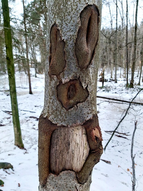 Natur, Baum, Baumrinde, Struktur, Muster