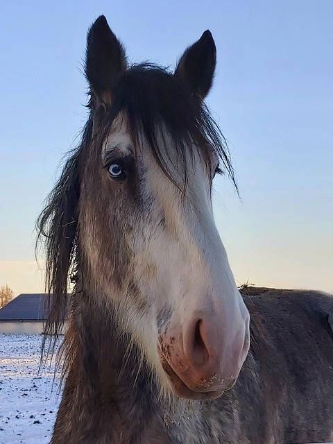 Säugetier, Pferd, Portrait, Mähne