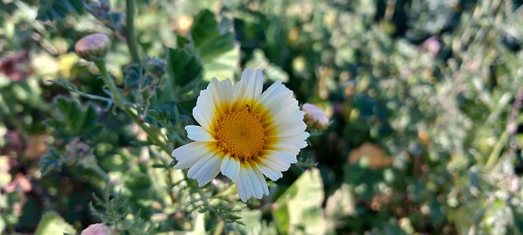 Blomst, Daisy, Gul, Hvid, Forår, Natur