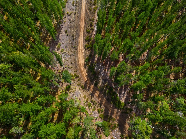 Free Bush Nature photo and picture