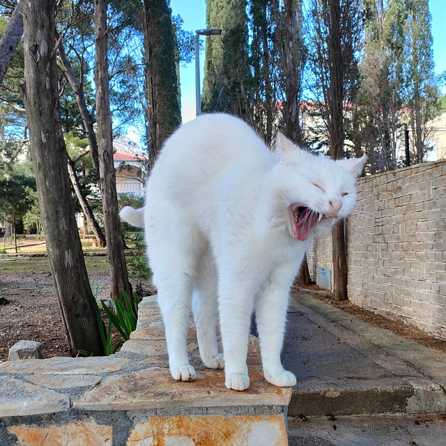Straßenkatze, Gähnen, Katze, Weiße Katze