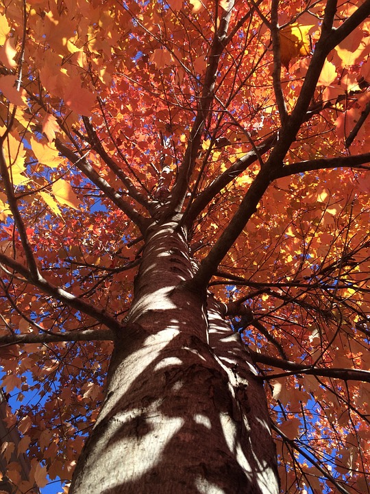 落下 秋天 树 - Pixabay上的免费照片
