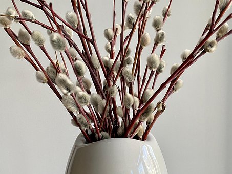 Planta, Vaso, Decorativo, Palavra