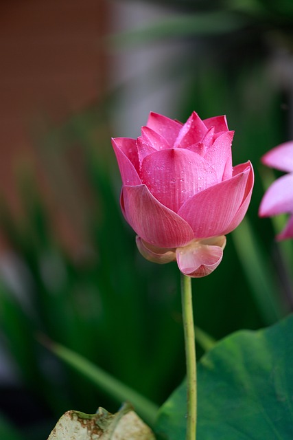 Loto Flor Planta - Foto gratis en Pixabay - Pixabay