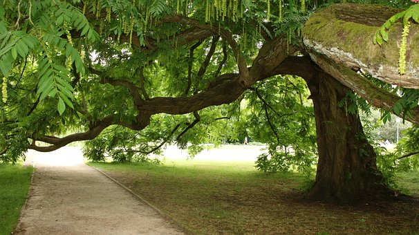 Træ, Natur, Sti, Stilhed, Meditation
