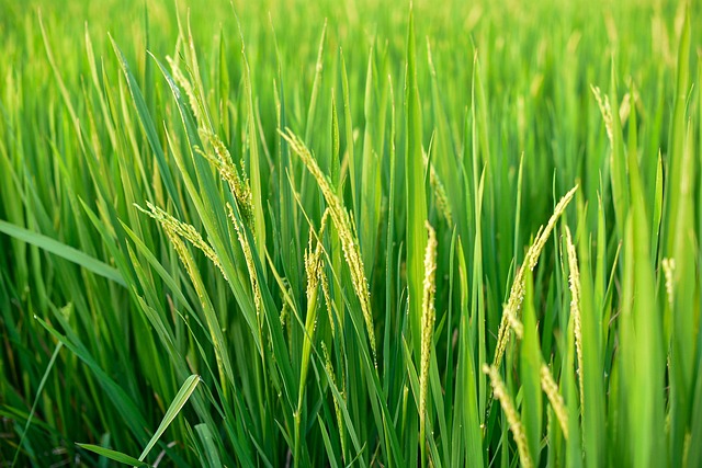 Free Field Paddy photo and picture