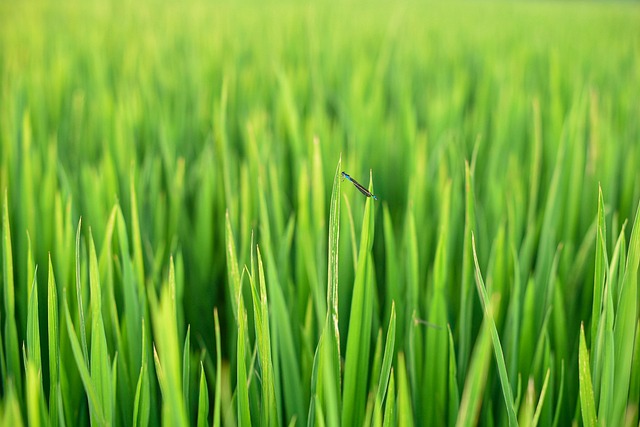 Free Paddy Tree photo and picture