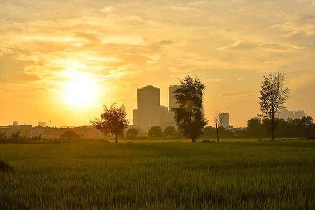 Free Field Paddy photo and picture
