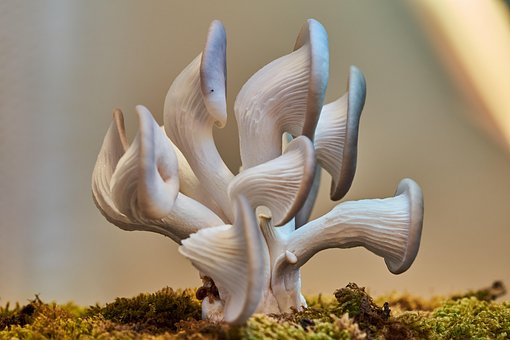 Makro, Svampe, Natur, Mos, Mykologi
