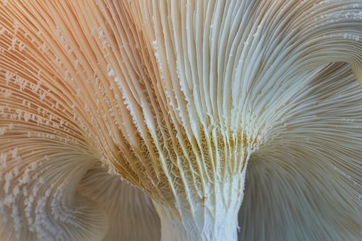 Champignon, Østers, Mykologi, Natur