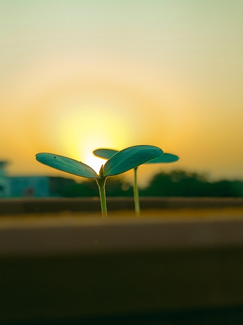 Planta, Folhas, Pôr Do Sol