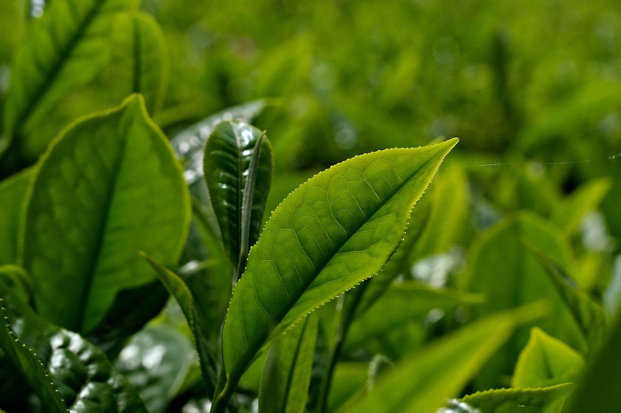 Tea Plant Leaves Green Free photo on Pixabay Pixabay