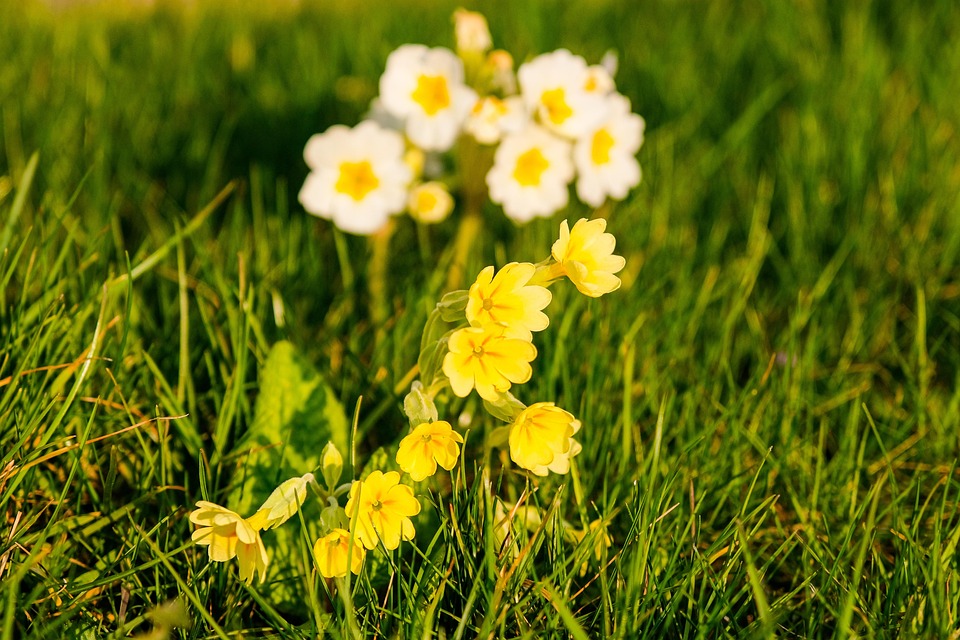 Flowers Cowslip Botany - Free photo on Pixabay