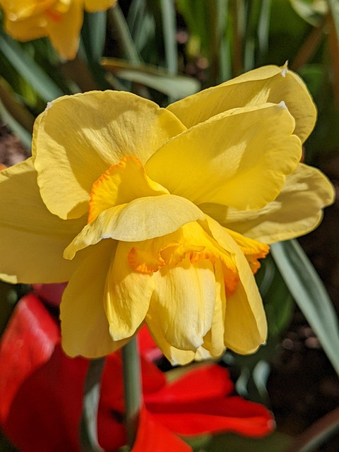Free Daffodils Flower photo and picture