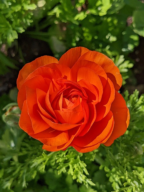 Free Flower Red photo and picture