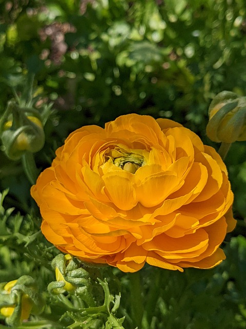 Free Nature Yellow photo and picture
