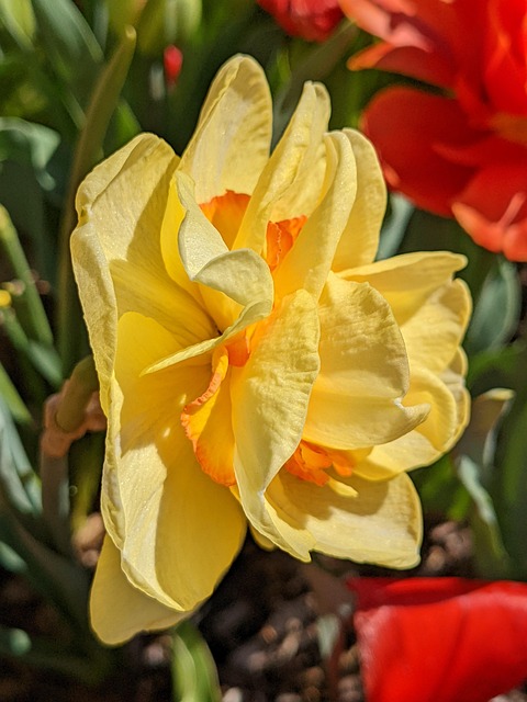 Free Yellow Nature photo and picture