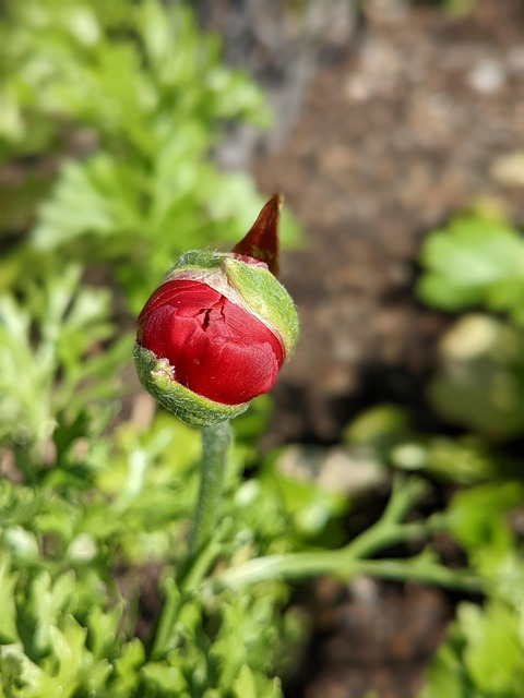 Free Flower Bud photo and picture