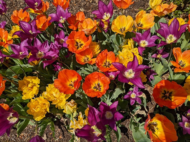 Free Tulips Nature photo and picture