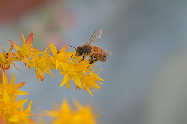 Free Insect Bee photo and picture