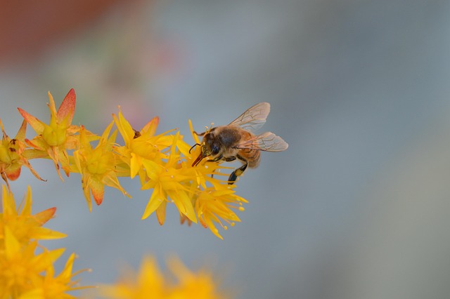 Free Insect Bee photo and picture