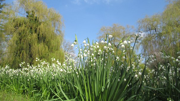 Natura, Parc, Floare, Aalst, Alb, Pustie