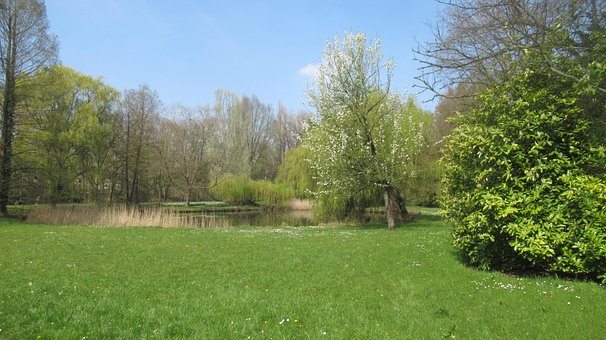 Parc, Natura, Aalst, Copac, Lemn