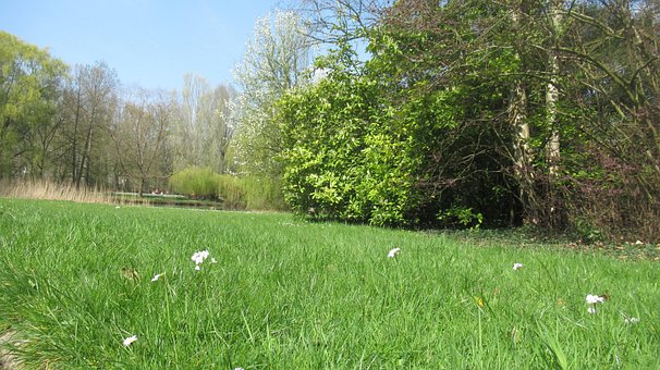 Parc, Natura, Iarbă, Copac, Apă