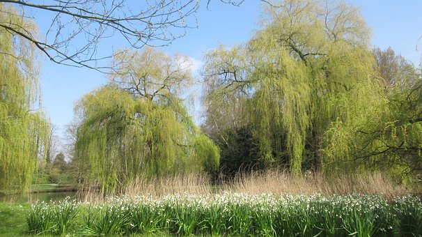 Parc, Natura, Pustie, Pădure