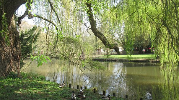 Parc, Aalst, Verde, Rață, Natura, Apă
