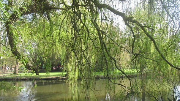 Wather, Natura, Parc, Aalst, Plantelor