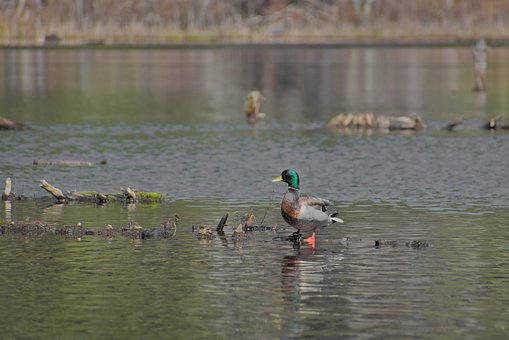 Free Mallard Duck photo and picture