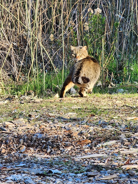 Free Wildcat Wildlife photo and picture