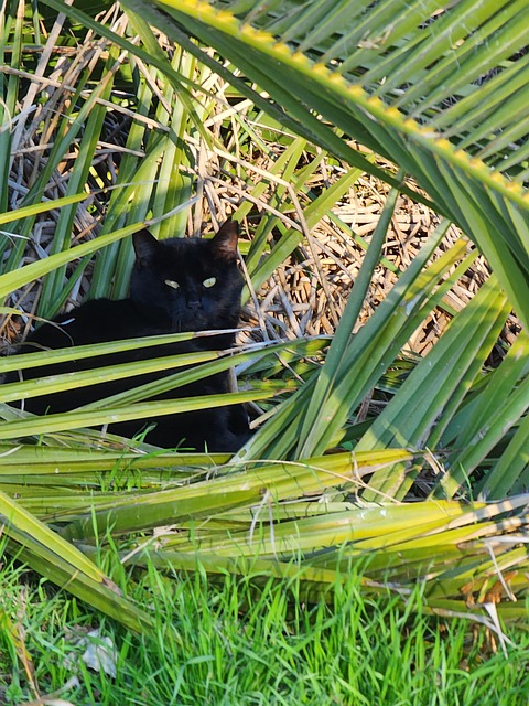 Free Black Cat Feline photo and picture
